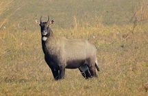Ranthambore Safari | Bird Watching | Agra & Delhi from Jaipur