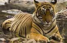 Ranthambore Safari | Bird Watching | Agra & Delhi from Jaipur