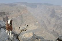 Jabal Shams (Grand Canyon) Tour
