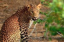 07 Days Highlights of Srilanka