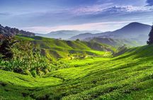 Cameron Highlands Day Trip
