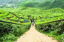 Cameron Highlands Day Trip