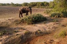 Evening Private Safari at Bundala Park by Yala La Safari Tours