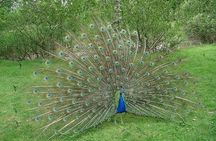 Morning Private Safari at Bundala Park by Yala La Safari Tours