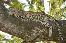 Morning 07 Hour Private Safari at Yala National Park by Yala La Safari Tours