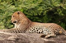 Morning 07 Hour Private Safari at Yala National Park by Yala La Safari Tours
