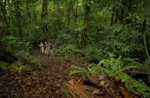 Jungle Expedition through The Childrens Eternal Rainforest