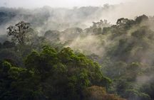 Jungle Expedition through The Childrens Eternal Rainforest