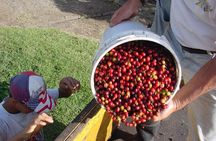 Doka Coffee Tour, Poas Volcano and La Paz Waterfall Day Trip from San Jose