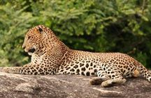 Full Day Private Safari at Yala National Park by Yala La Safari Tours
