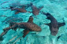 Sharks and Stingrays from Punta Cana
