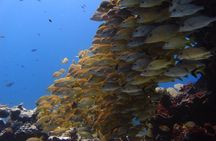 For certified Divers Experience the Under Water Museum and the Manchones Reef 