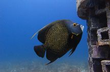 For certified Divers Experience the Under Water Museum and the Manchones Reef 