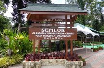 Private Full Day Sepilok Orang Utan, Bornean Sun Bear and Rainforest Discovery Center Tour