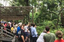 Private Full Day Sepilok Orang Utan, Bornean Sun Bear and Rainforest Discovery Center Tour