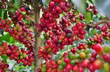 Coffee Tour at the Finca del Café