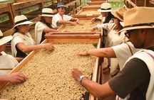 Coffee Tour at the Finca del Café