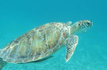Small Group Sea Turtle Tour (Guaranteed to see turtles)