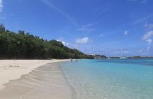 Small Group Sea Turtle Tour (Guaranteed to see turtles)