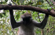 Jozan forest tour