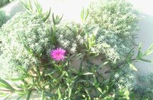 Guided Marine Walk: - Sardinia Bay (Marine Protected Area) - 2 hours