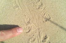 Guided Marine Walk: - Sardinia Bay (Marine Protected Area) - 2 hours