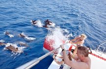 Private Speed Boat to DOLPHINS House & Water activities -HURGHADA