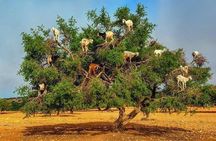Private day trip from Marrakech to Essaouira 