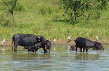 Uda Walawa Safari 1-Day-Tour from Mirissa, Weligama, Ahangama