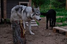Meet Taivas & the Arctic Wolves - Private Tour