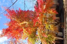 Private Afternoon Cycling Tour in Hida-Furukawa