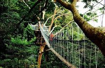 Forest Research Institute Malaysia (FRIM) Nature Trekking Tour