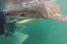 CapeTown: Shark Cage Diving Experience with Scuba 