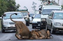 Half Day Nairobi National Park Guided Tour From Nairobi