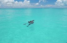 Key West Dolphin Watch and Snorkel Tour - Eco Adventure
