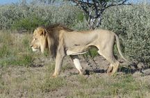 Moremi (Okavango) day trip 