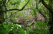 Discover the Rainforest