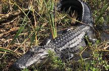 Everglades Airboat Tour