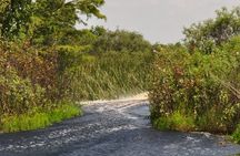 1 Hour Everglades Airboat Tour Central Florida