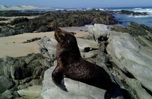 Guided Marine Walk: - Sardinia Bay (Marine Protected Area) - 3 hours