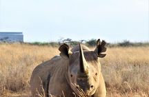 Nairobi National Park Half Day Tour