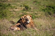 Nairobi National Park Half Day Tour