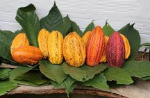Chocolate & Coffee Farm Experience