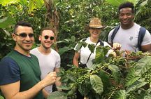 Traditional Coffee Tour, Nature & Birds