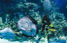 Cairns Aquarium Admission Ticket
