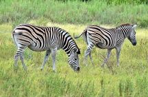 Chobe Full Day Safari From Victoria Falls