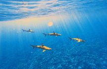 Lagoon Tour - Discover the magnificent lagoon of Moorea