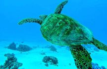Lagoon Tour - Discover the magnificent lagoon of Moorea