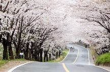 Small Group 7D Korea package Tour with Seoul Gyeongju Busan Jeju