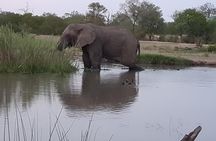 Kruger National Park Morning Game Drive from Hazyview